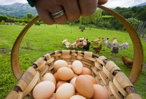 Huevos criollos de calidad