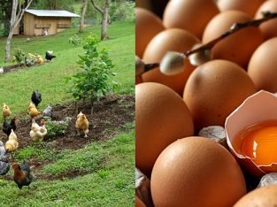 Huevos Criollos Ecologicos