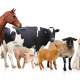 NUTRIVET SAS