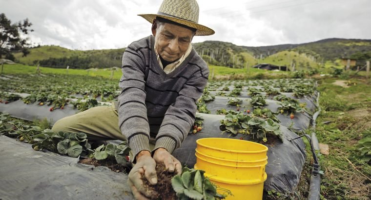 Apoyemos la producción del campo Colombiano