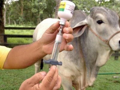Logro Ganadero: Colombia recupera el estatus “País libre de Aftosa”