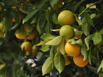 A LA VENTA 13 TONELADAS (aproximado) DE NARANJA VARIEDAD “VALENCIA” EN ARMENIA, QUINDÍO