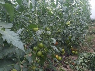 TOMATE CHONTO roble de Invernadero