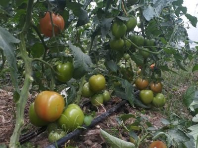 TOMATE CHONTO roble de Invernadero